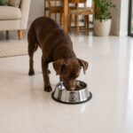 Comedouro Antiderrapante Redondo Para Cachorro e Gato 22cm - Inox
